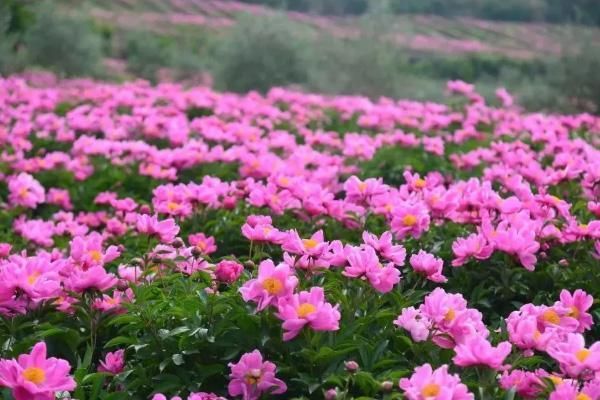 2021长沙花展，欣赏美丽的春天花卉与湖南省植物园风光
