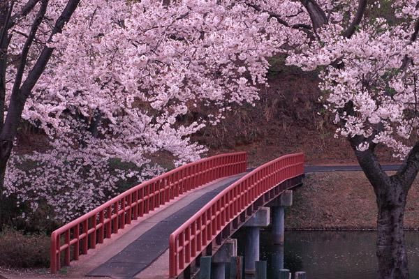2021太原樱花文化旅游节详细信息及预约指南