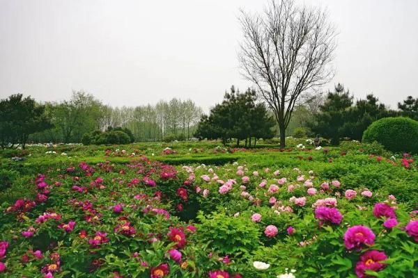 洛阳牡丹文化节期间，地铁运营时间将延长