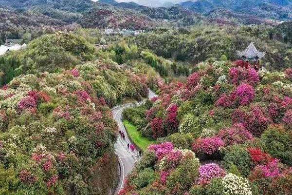 百里杜鹃普底景区观光车暂时停止运营通知