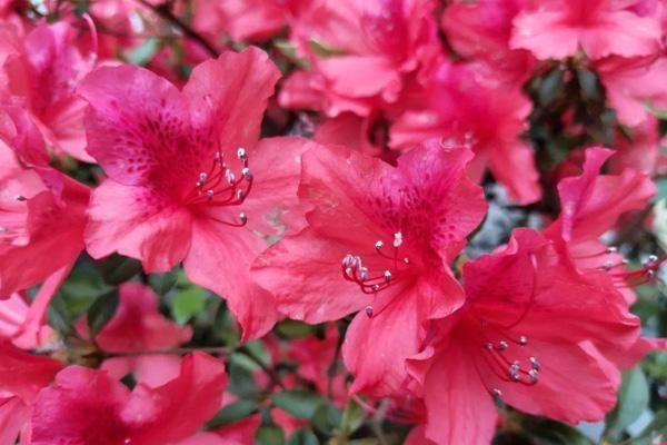 2021昆明杜鹃花节详细信息一览