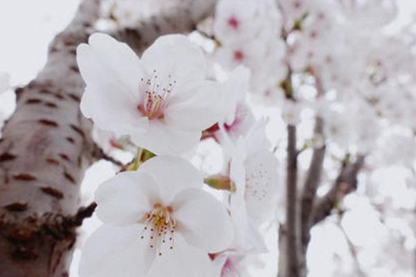 2021南昌凤凰沟樱花节时间及交通指南