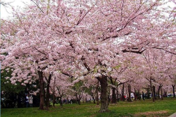 2021长沙樱花赏花景点推荐，最美的樱花季就在眼前