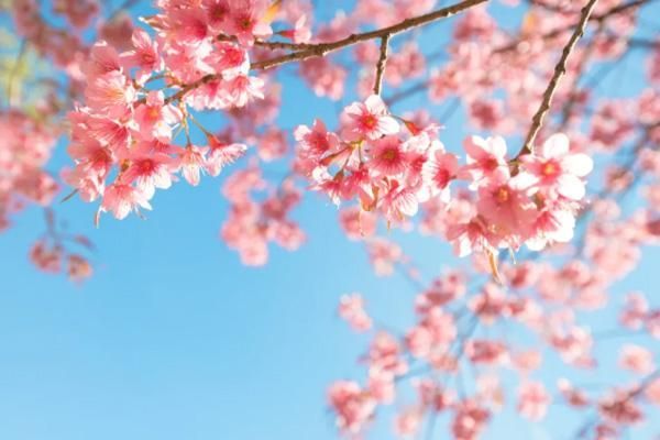 厦门春日花海游，探索春天的美好世界