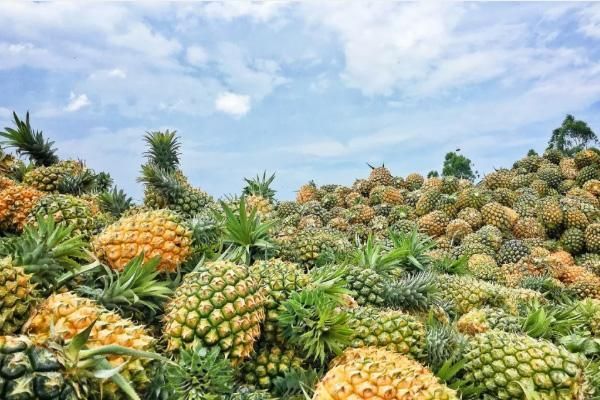 徐闻菠萝美食探索，海在何方，美味尽在其中