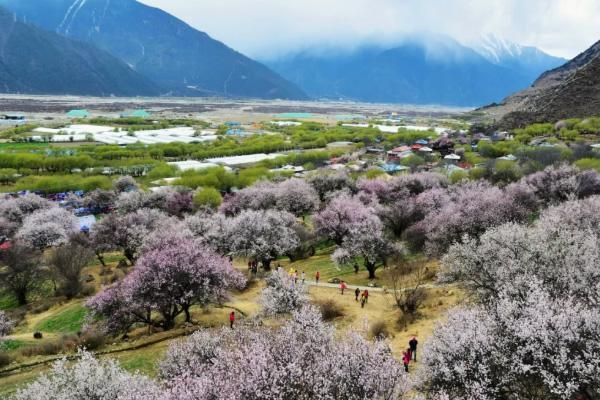 2021年西藏桃花沟最佳观赏日期与位置分析