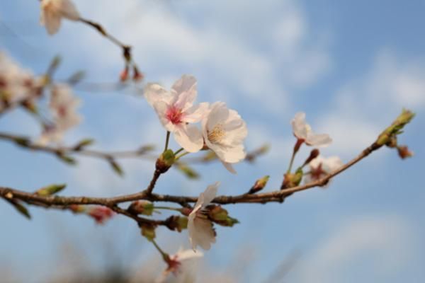 2021庐江赏花地图推荐，春天踏青的好去处