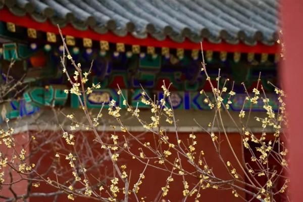 2021北京春季赏花指南，推荐地点、最佳观赏时间