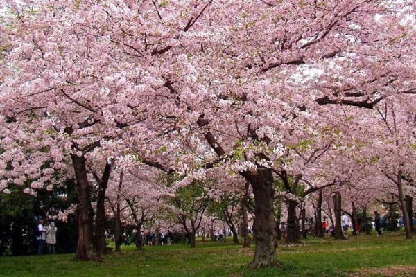 2021年东莞古梅生态园樱花节，时间、地点及活动详情公告