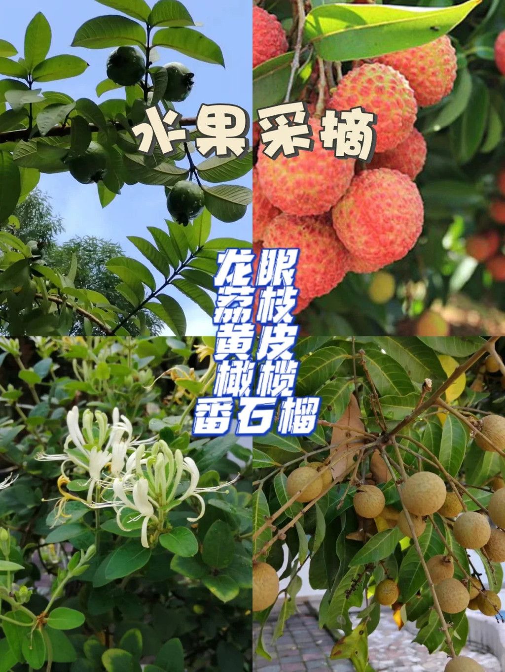广州帽峰山生态园的竹筏漂流与水果采摘奇妙之旅