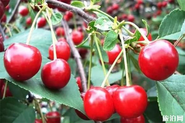 成都端午节限行措施及核酸检测要求一览
