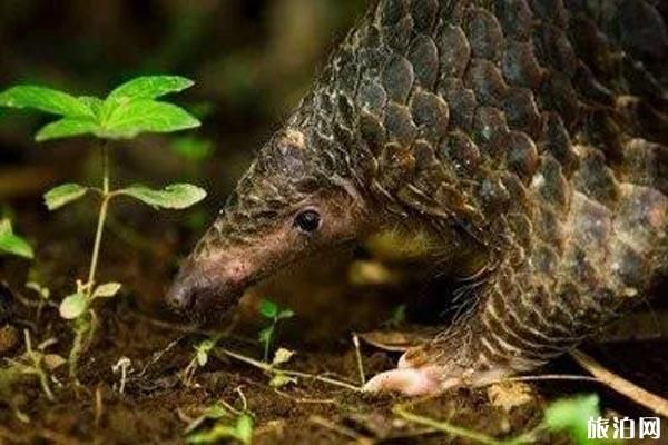 庆祝世界野生动植物日，保护生物多样性的重要性