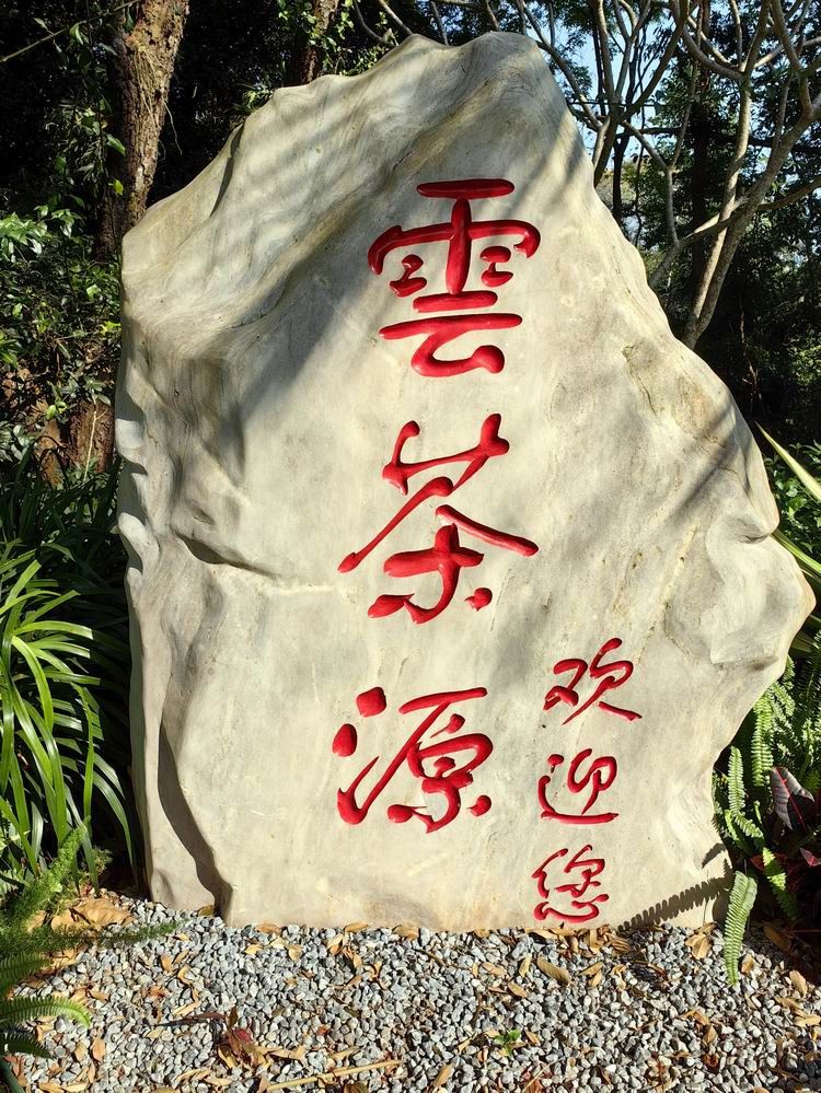 云游版纳大渡岗茶园,移动摄影探索云南的魅力之旅