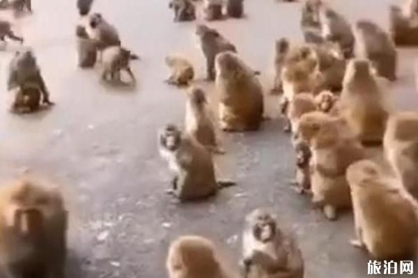 峨眉山猴年春节供应情况预测