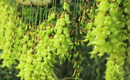 2018广州禾雀花盛开时间表