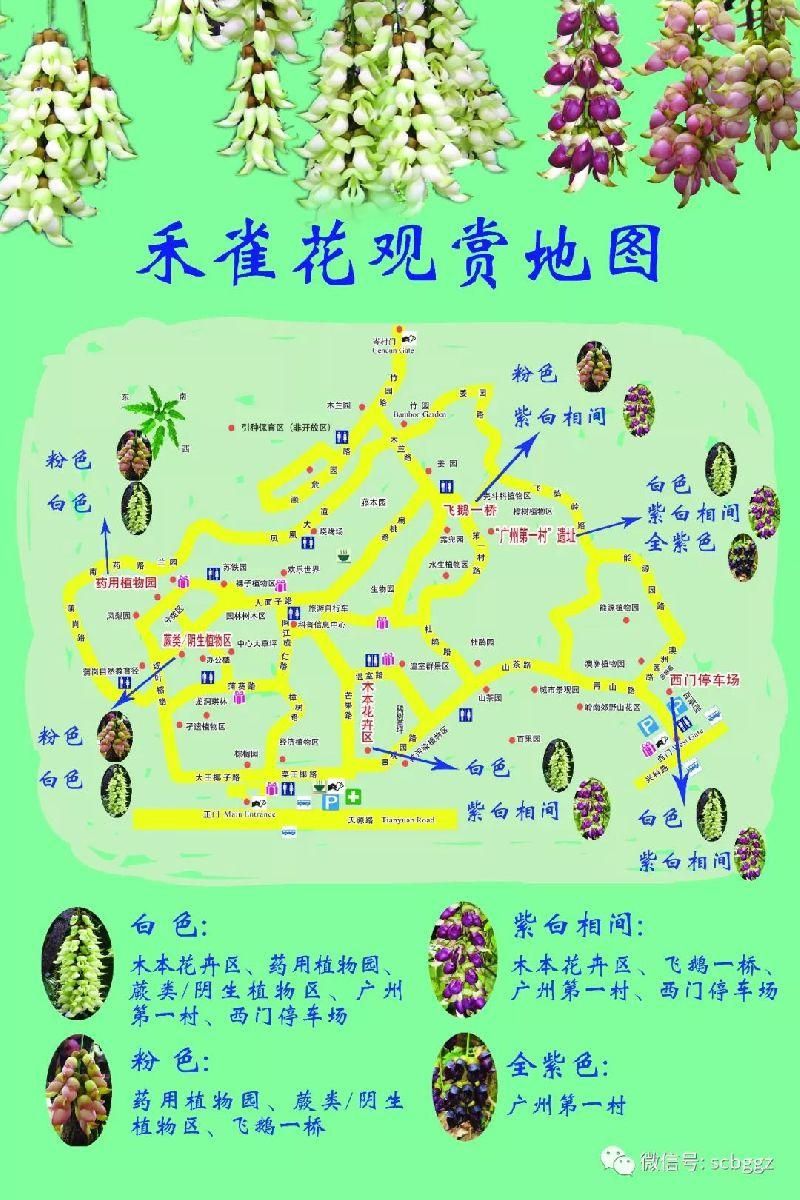 2018广州禾雀花盛开时间表
