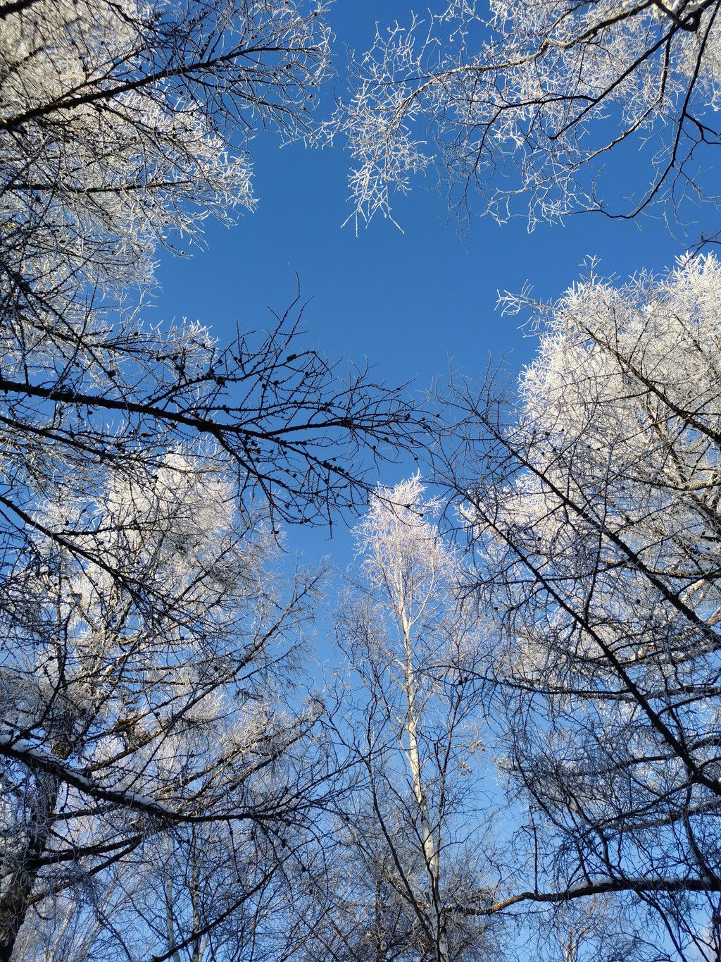 阿尔山冬季美丽如画，极寒景色令人难以忘怀