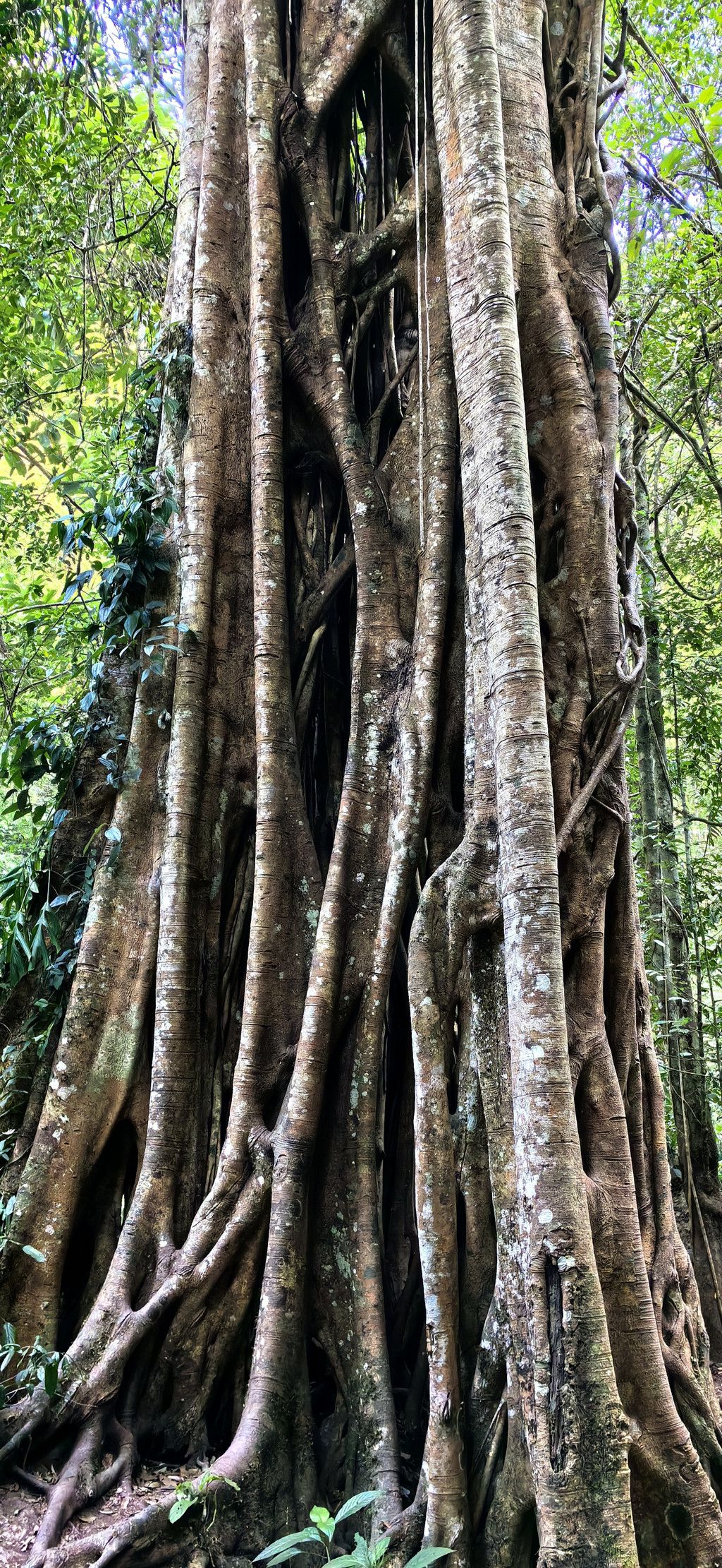 西双版纳雨林亲子徒步探险，一次独特的自然之旅