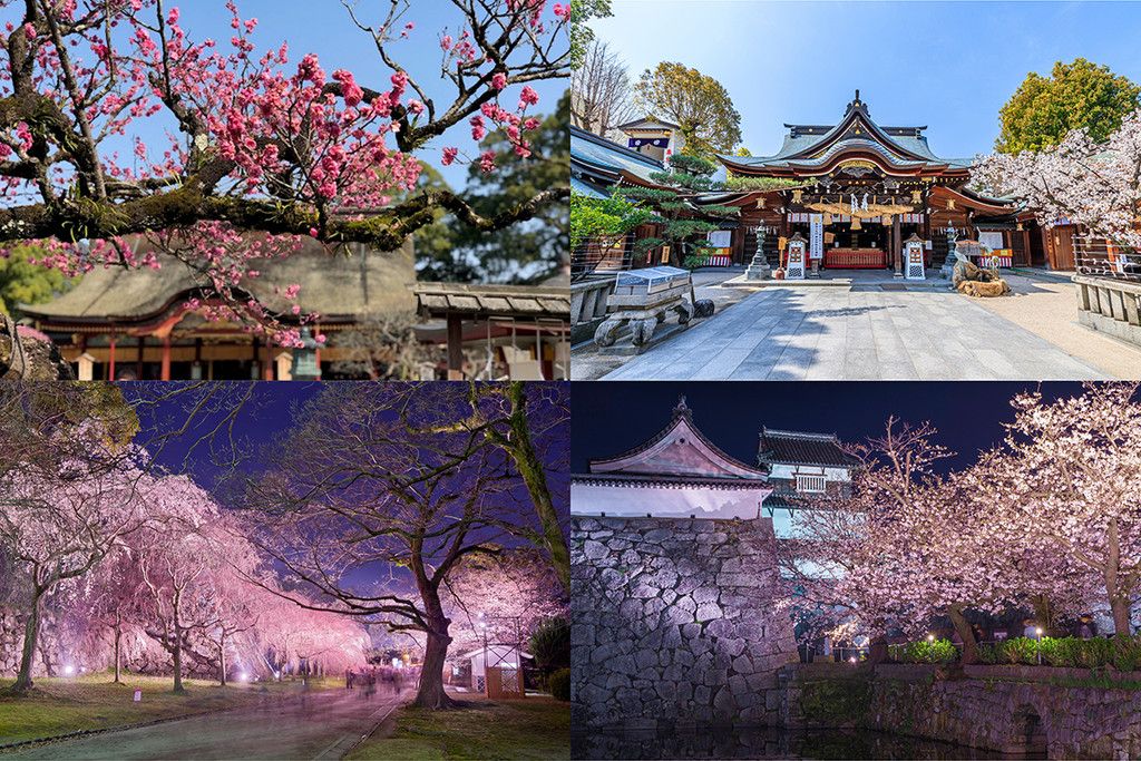 美丽日本博多大阪体验，樱花、美食与购物之旅
