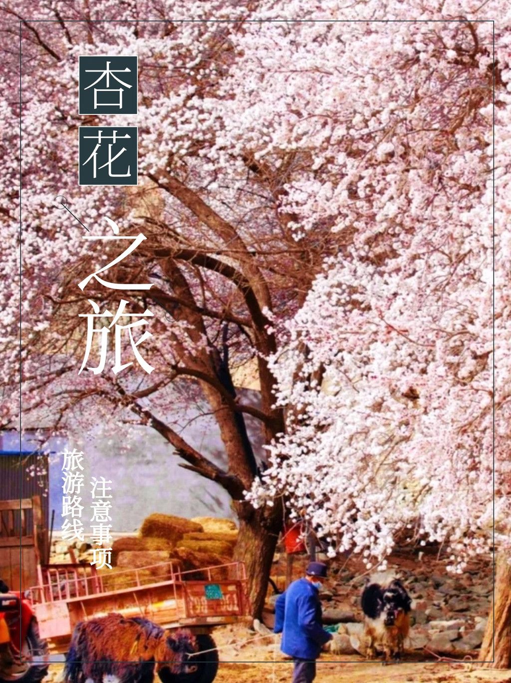 新疆美景，赏杏花的诗情画意