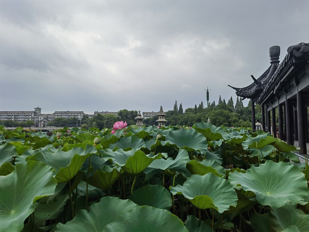 千里扬州千公里,飞飞鱼之旅的深度探索
