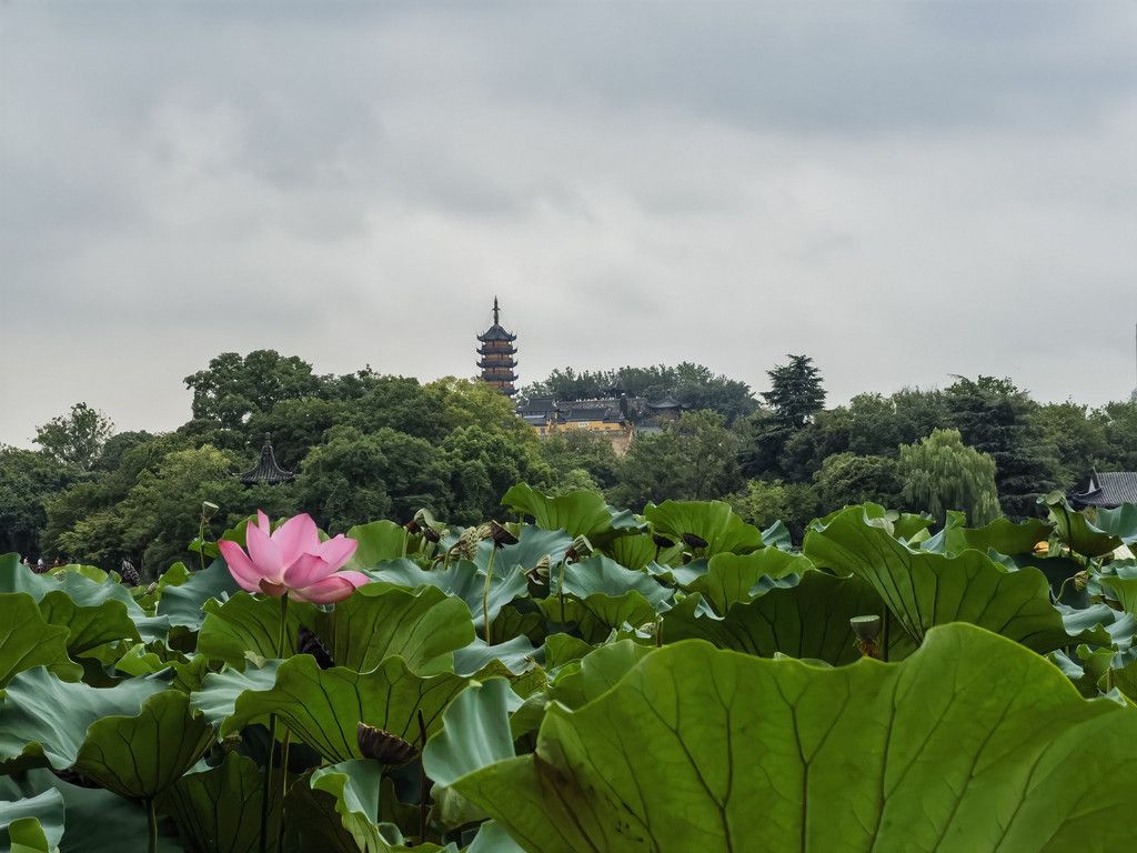 千里扬州千公里,飞飞鱼之旅的深度探索