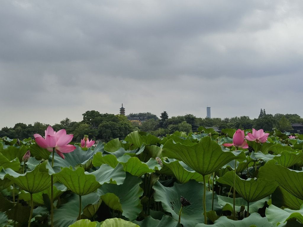 千里扬州千公里,飞飞鱼之旅的深度探索