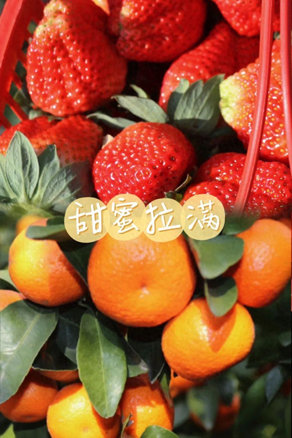 腾冲荷花，砂糖橘遇草莓，甜度拉满