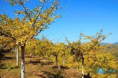 梅县均田村银杏基地的详细位置与最佳观赏季节