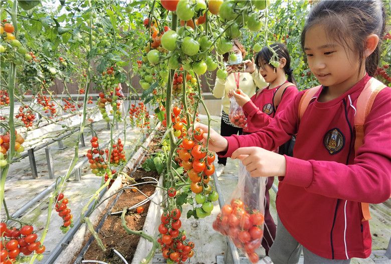 广州幸福田园大丰收，周末带孩子采摘番茄之旅