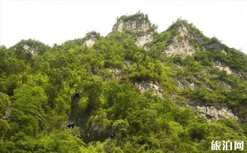重庆黑山谷黑叶猴的最佳观赏地点