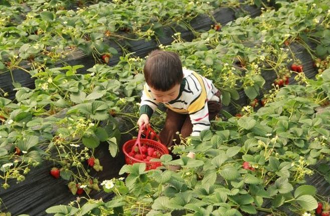 亲子采摘草莓、寻觅童年记忆