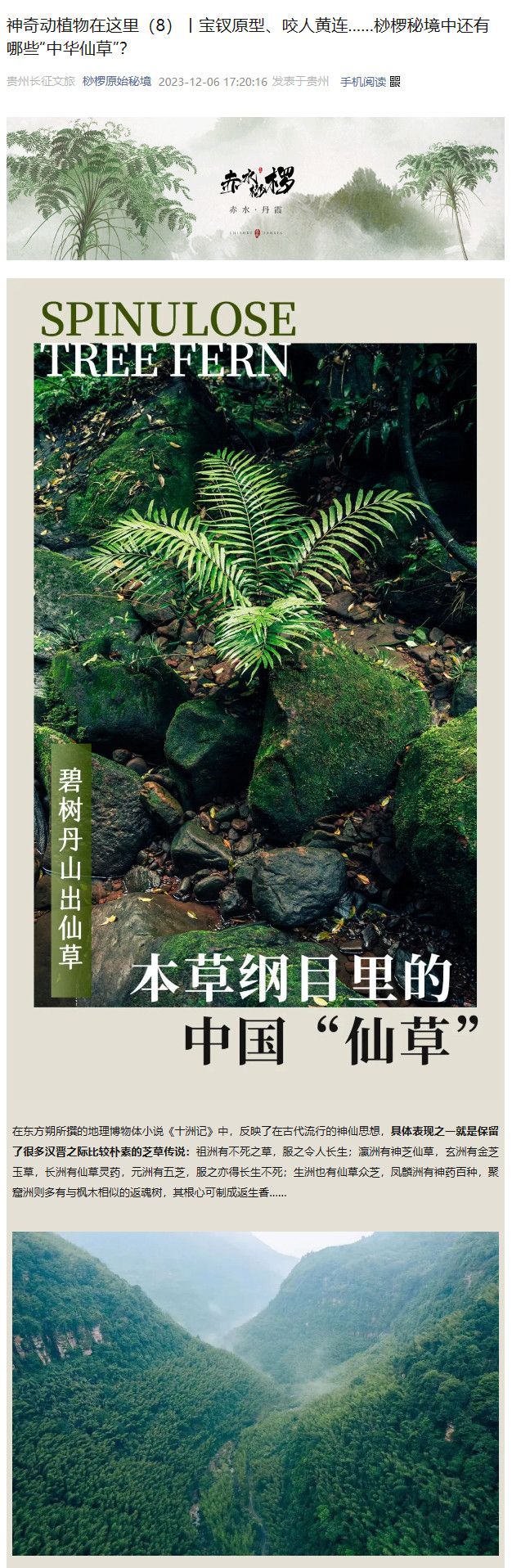 中华仙子，探访宝钗原型，了解桫椤秘境中的神秘力量
