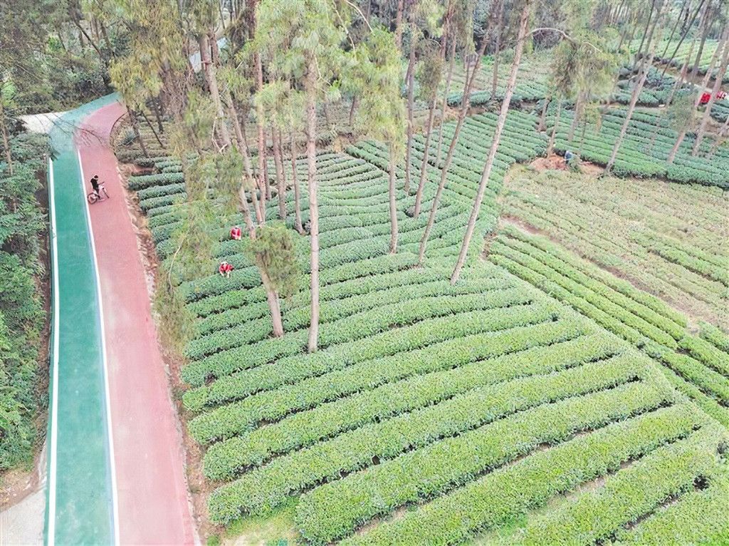 一品茗香，畅游都市