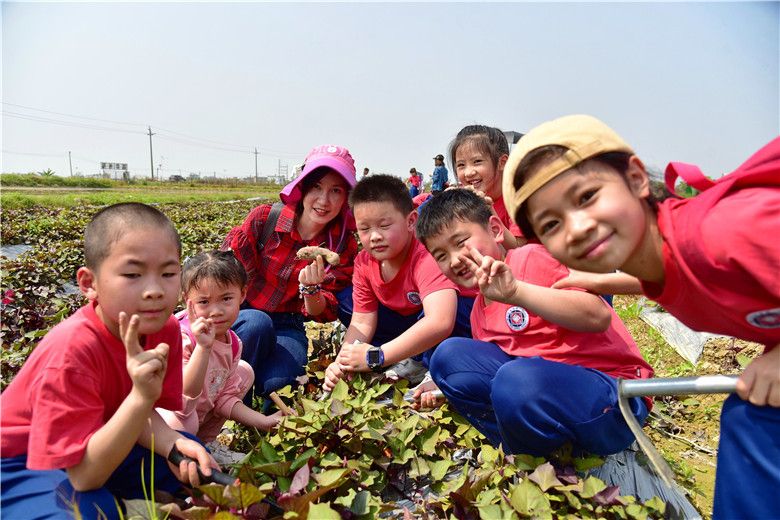 广州幸福田园犇牛牧场，孩子与番薯，谁能收获更多？