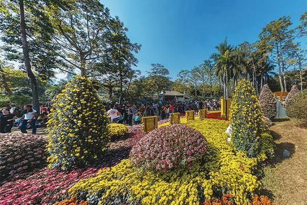 2023深圳菊花展时间表、地点及交通指南