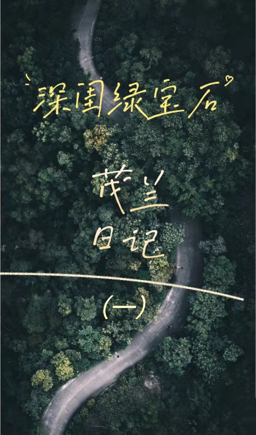 深山秘境的绿色宝藏，茂兰日记