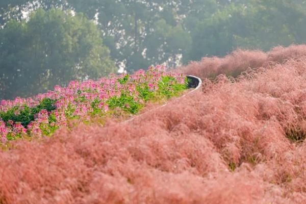 2022上海秋天赏花攻略，八大赏花胜地推荐