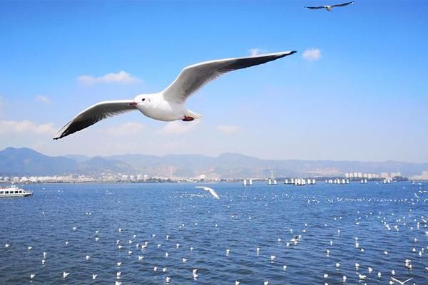 滇池海鸥什么时候去云南看海鸥