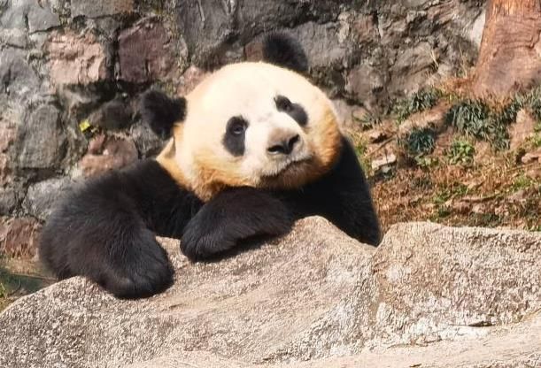 成都熊猫基地位置介绍,在哪儿,属于哪个区?