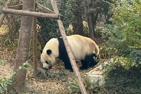 成都熊猫基地位置介绍,在哪儿,属于哪个区?
